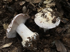 Glaucopodes