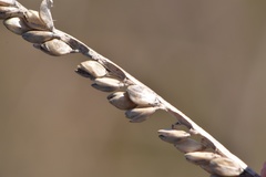 Paspalum monostachyum