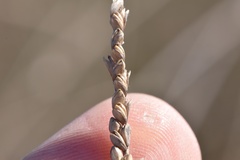 Paspalum monostachyum