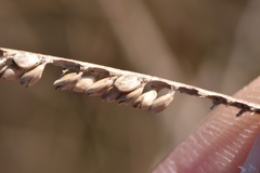 Paspalum monostachyum