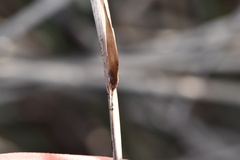 Paspalum monostachyum