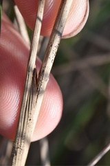 Paspalum monostachyum