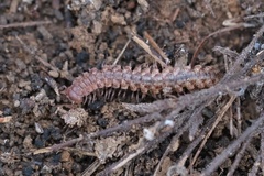 Macrosternodesmidae