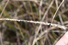 Paspalum monostachyum