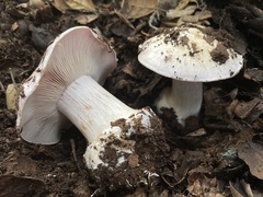Glaucopodes