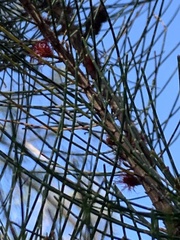 Allocasuarina zephyrea