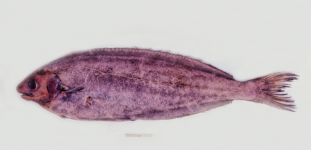 New Zealand ruffe (Schedophilus huttoni) — Centrolophidae