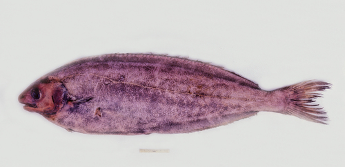 New Zealand ruffe (Schedophilus huttoni) — Centrolophidae