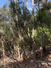 Allocasuarina zephyrea