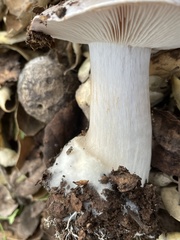 Glaucopodes