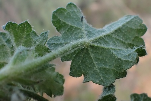 Image of Malacothamnus densiflorus by (c) Madeleine Claire, some rights reserved (CC BY)