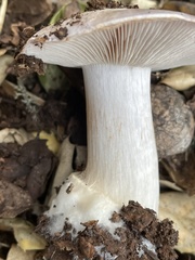 Glaucopodes