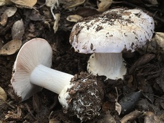 Glaucopodes