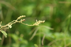Sida hackettiana