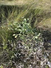 Baptisia bracteata leucophaea