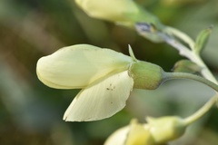 Baptisia bracteata leucophaea