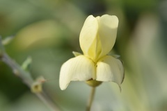 Baptisia bracteata leucophaea