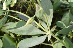 Baptisia bracteata leucophaea