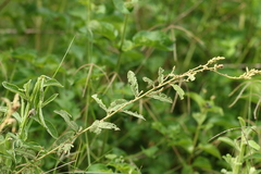 Sida hackettiana