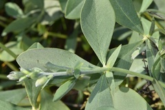 Baptisia bracteata leucophaea