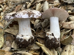 Glaucopodes