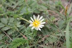 Taraxacum leucanthum