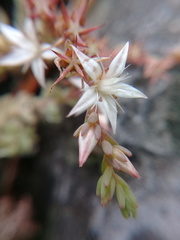 Sedum potosinum