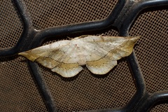 Anthela varia