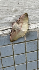 Pseudonadagara semicolor