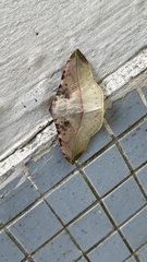 Pseudonadagara semicolor