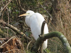 Ardea alba