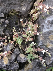 Sedum potosinum