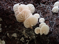Entoloma pitereka