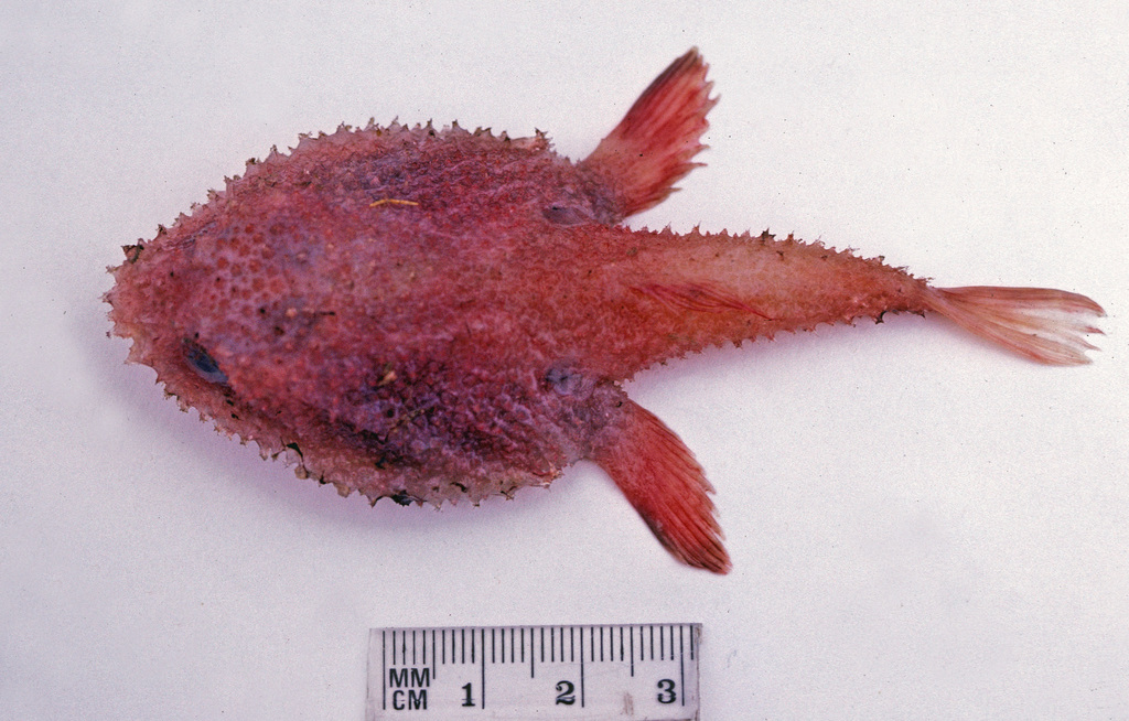 Red Roughscale Batfish
