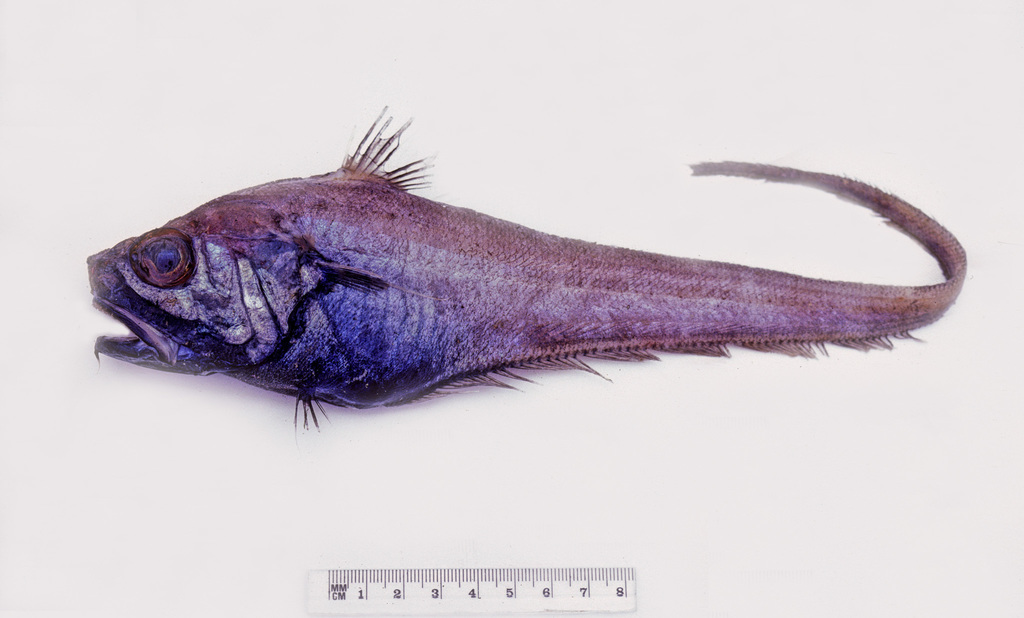 Thinbarbel Whiptail
