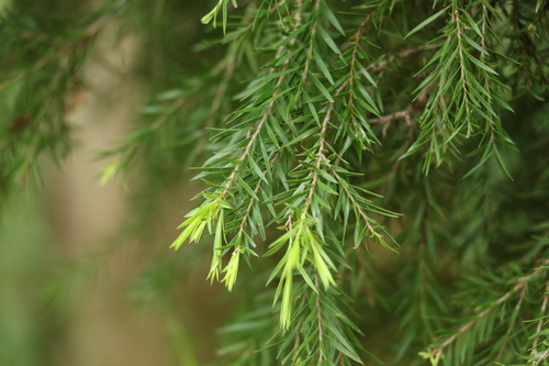 Melaleuca bracteata