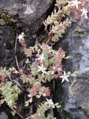 Sedum potosinum