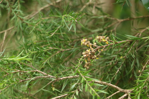 Melaleuca bracteata