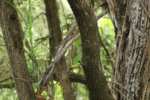 Melaleuca bracteata