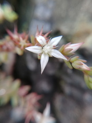 Sedum potosinum