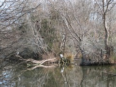 Ardea alba