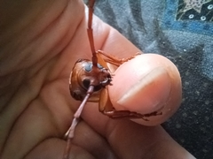 Delocheilus prionoides