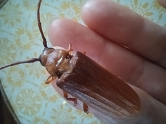 Delocheilus prionoides