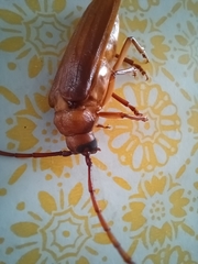 Delocheilus prionoides