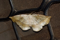 Anthela varia