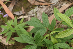 Flemingia parviflora