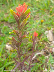 Castilleja virgata