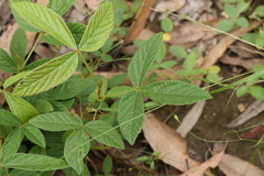 Flemingia parviflora