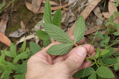 Flemingia parviflora