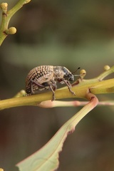 Catasarcus transversalis
